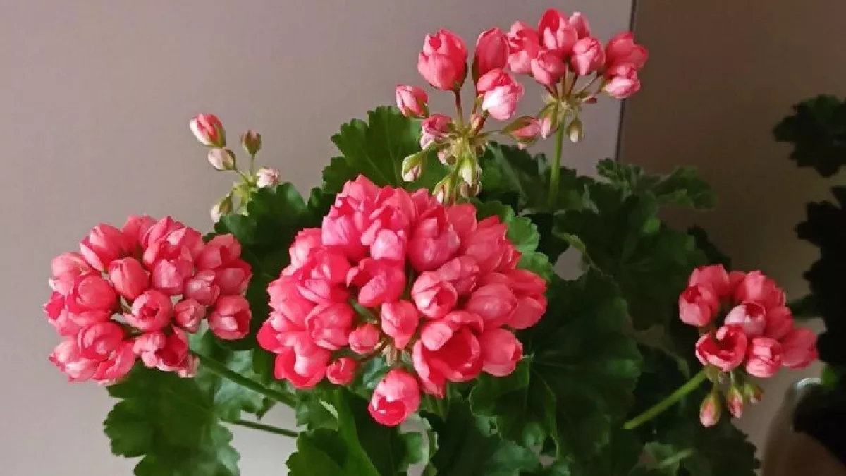 100 мл в марте — и на герани «места живого» не будет от цветов: вся в «шапках» до самой осени — пересадки не нужны