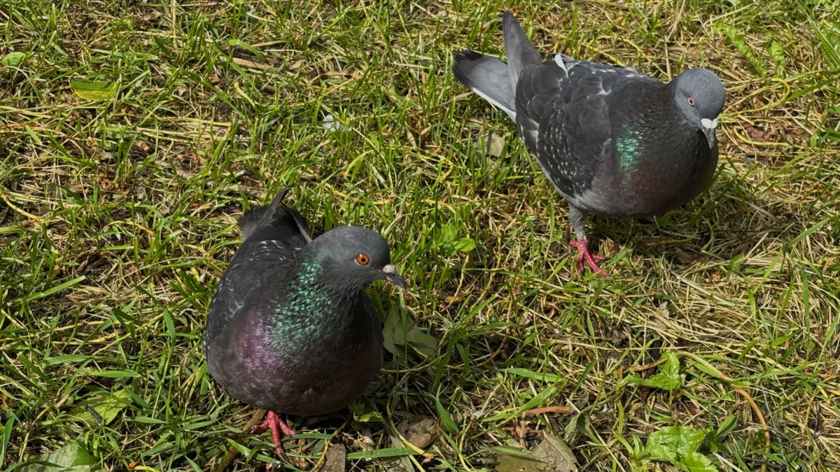 Стройжилнадзор Коми обязал управляющие компании очищать подъезды и чердаки от голубей