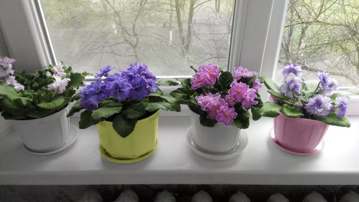 2 ложки при поливе и фиалка превратится в огромный цветущий шар: — бутонизация активируется уже в марте