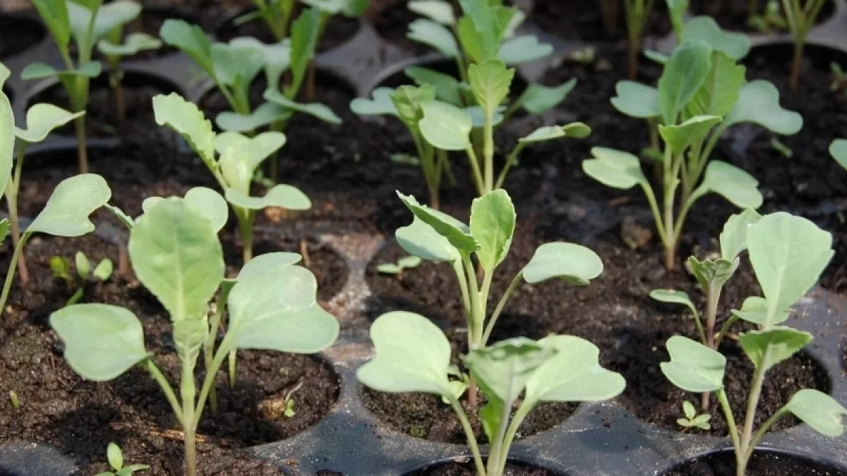 Крошу 1 таблетку в воду и поливаю — любая рассада прёт щёткой: вытянутые сеянцы в прошлом — фитолампа не понадобится