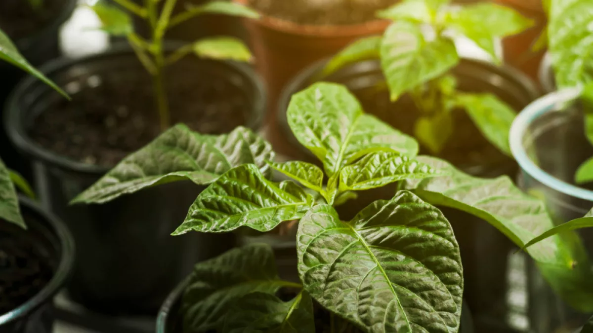 Поливаю перцы и томаты настоем из 2 компонентов — рассада бодрая и здоровая: настоящий эликсир для растений