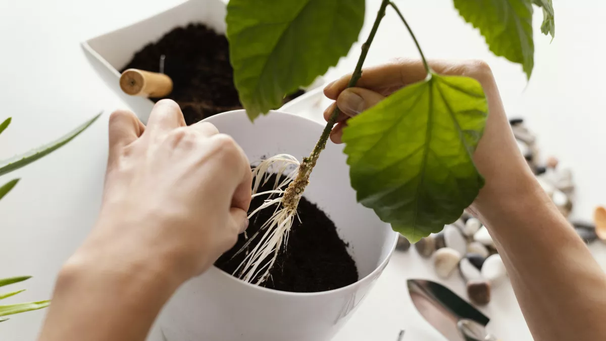 Не аспирин: крошу в воду для черенков 1 таблетку — за неделю даже розы и королевские герани изобилуют корнями