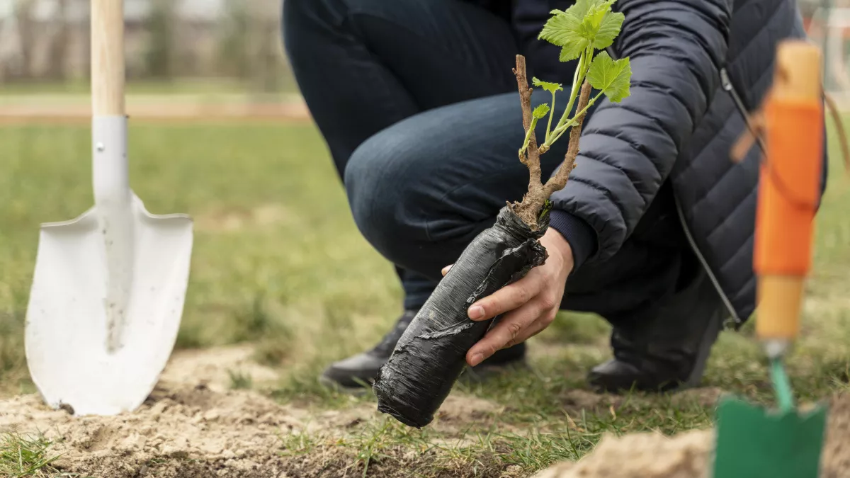Бархатцы - в прошлом: сажаем под яблоней 3 невысоких кустика — муравьи с тлей все лето обходят дерево за версту 