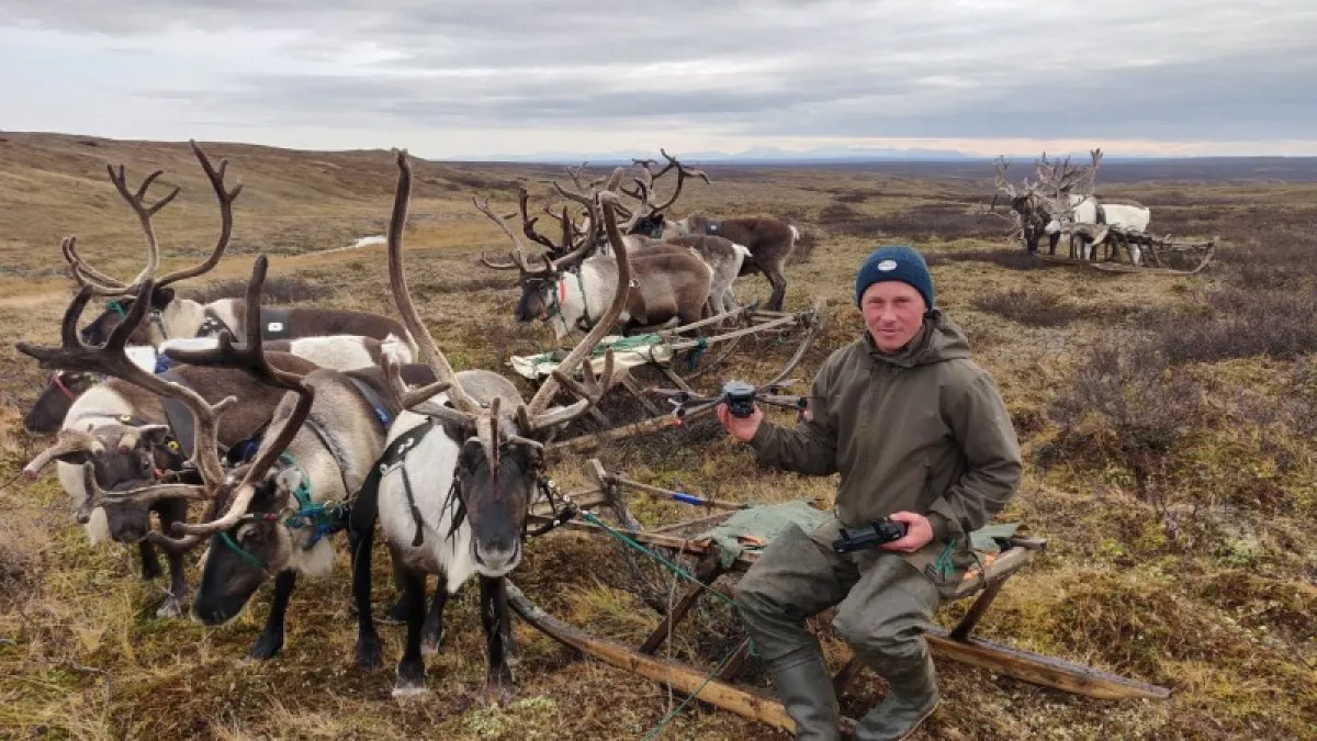 Республика Коми увеличит финансирование оленеводства на 57% в 2026 году