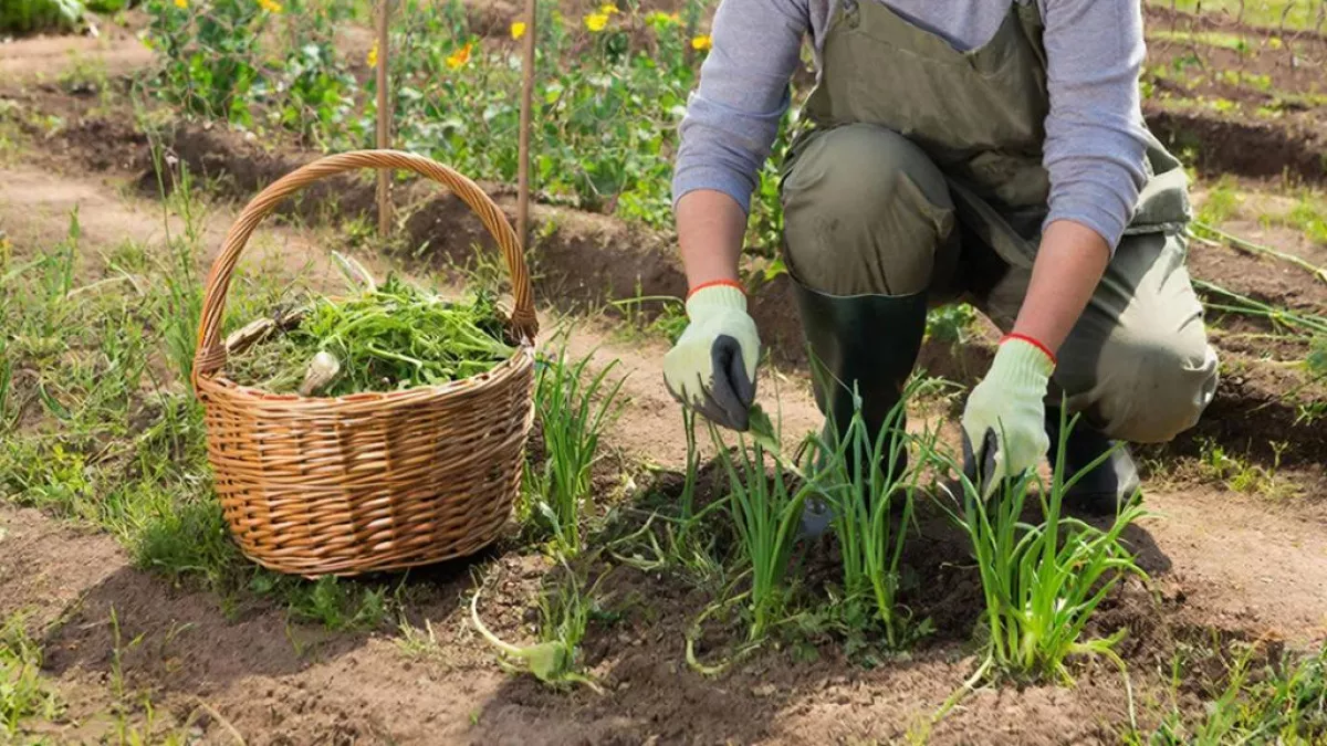 Прополка - прошлый век: 1 хитрость в марте, которая уничтожит вечную траву на даче