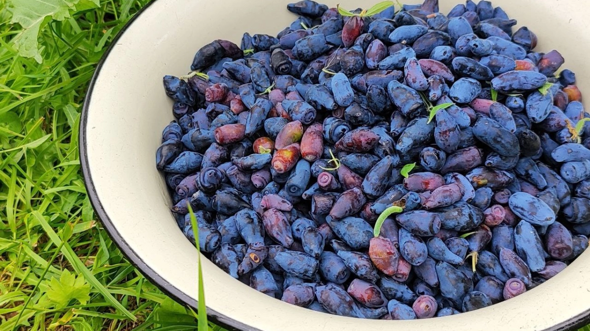 До набухания почек — обязательно: сыплю вокруг жимолости 3 пригоршни порошка — собираем ягоды тазами