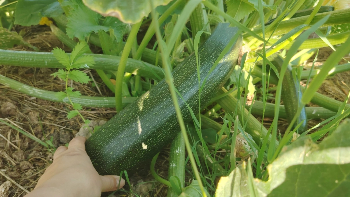 Не сорта, а настоящий кабачковый конвейер: дают урожай через месяц