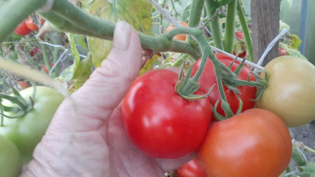 Сажаю только эти 2 сорта помидоров-гигантов — и нарадоваться не могу: слаще меда и весом под 1 кг