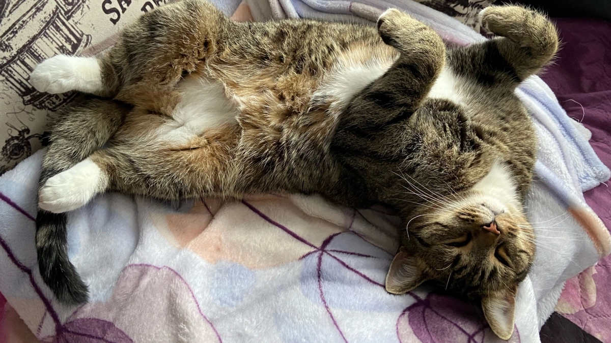 Благодарны ли уличные коты за то, что их забрали домой - запомните раз и навсегда