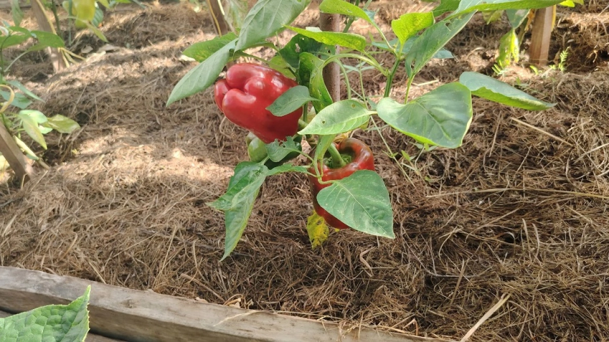 Секрет агрономов: прокипятила 3 таблетки — и рассада перца прет как на дрожжах, крепкая, пышная, не болеет