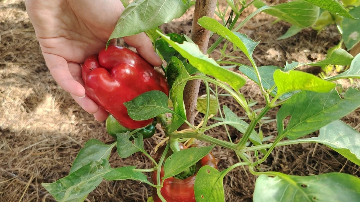 Перцам после появления всходов до пикировки — обязательно: 4 процедуры — крепкие рослые сеянцы обеспечены