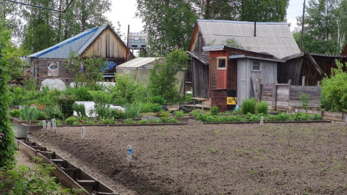Всего миска крупы вместо 10 кг навоза: бросаем прямо на снег - весной почва будет воздушной, словно пух