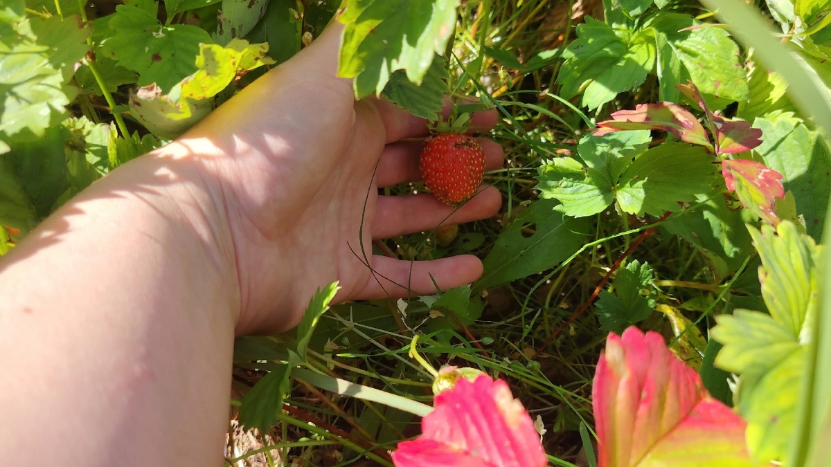 После схода снега клубнике – обязательно: ложку на ведро, и ягода будет сладкой и урожайной