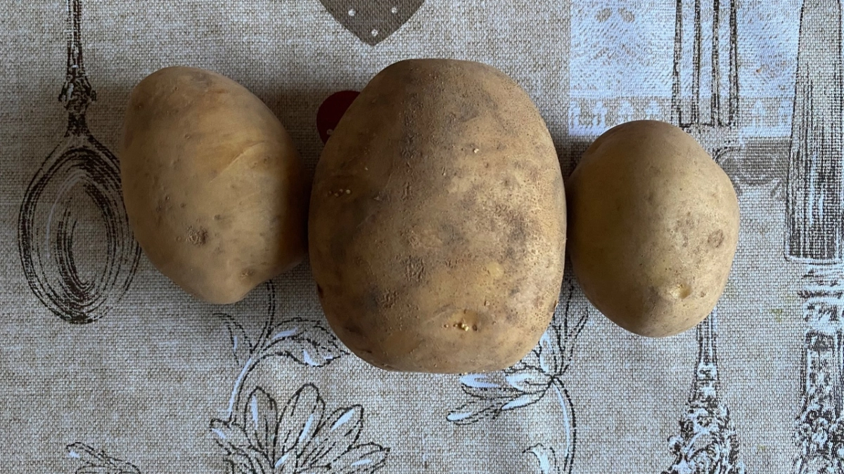 Аграрии Коми планируют увеличить производство картофеля на 15% в 2026 году