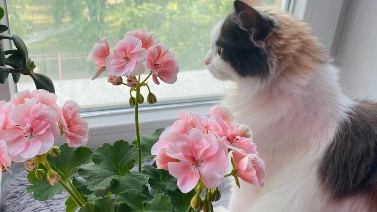 100 мл в марте — и герань превратится в сплошное облако цветов на весь сезон. Цветёт «шапками» до самой осени - и пересадка не нужна