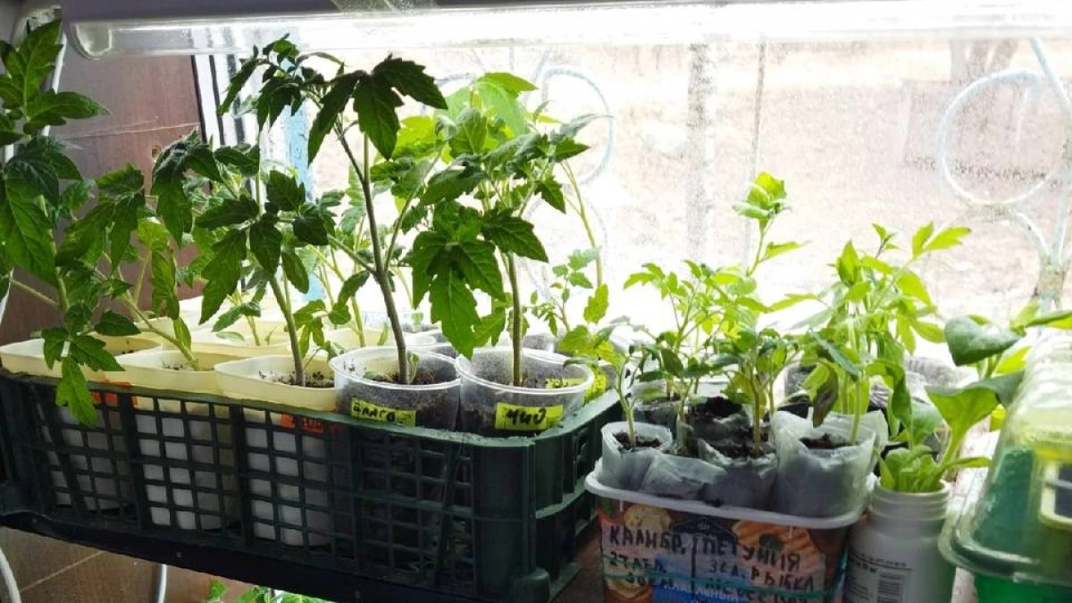 Один раз так подкормить и рассада томатов через 4 дня станет мощной, как никогда - ствол будет толщиной с мизинец