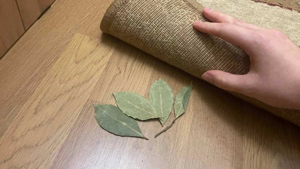 Теперь точно знаю, каждый должен класть лавровый лист под коврик у входа в дом — вот какая от этого польза