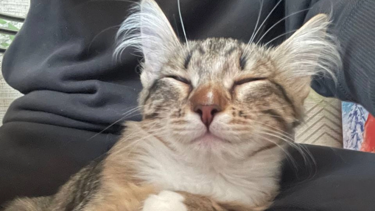 Эти кошки не стареют, отличаются завидным здоровьем и живут по 15 лет - 5 пород котов-долгожителей