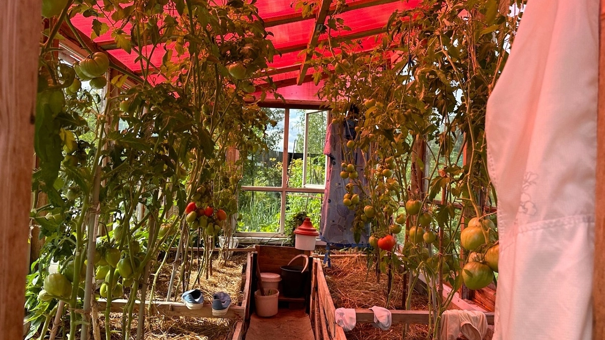 Как защитить теплицу от слизней раз и навсегда — 3 натуральных репеллента для долговременной защиты