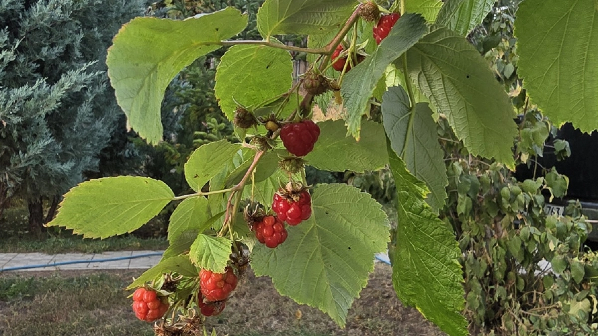 В марте после схода снега засыпаю под куст 1 особый порошок — летом малина ломится от ягод размером с монету