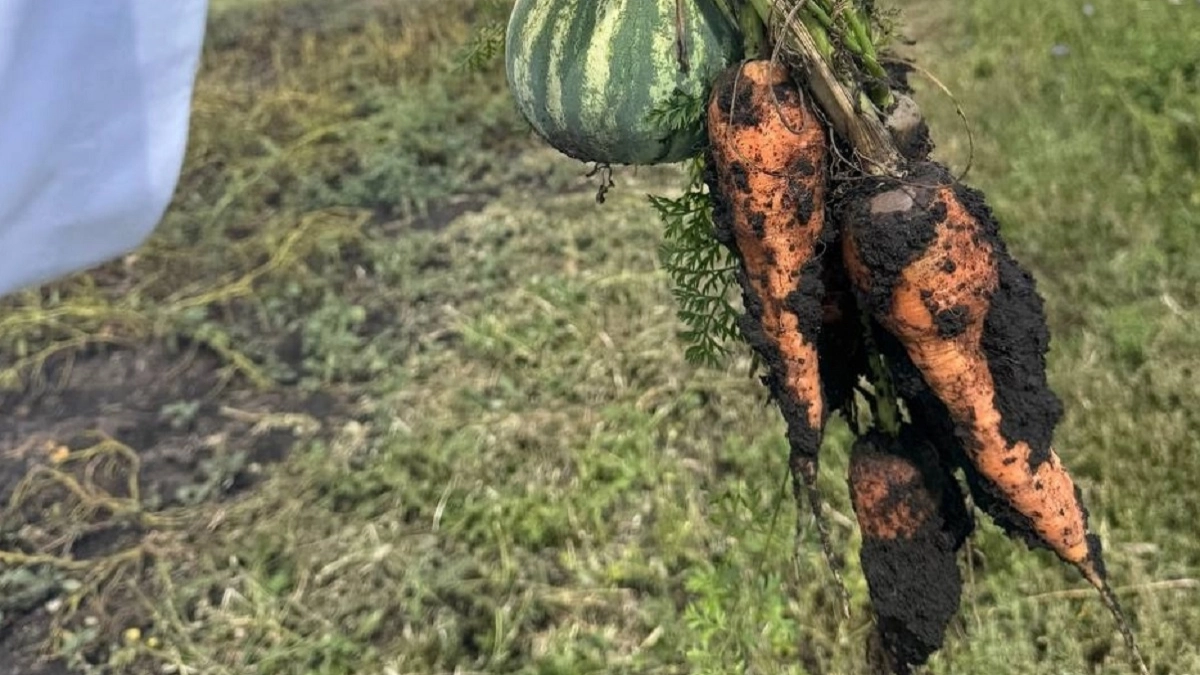 Хрустящую сочную Морковку собираю через 20 дней после посева, в начале апреля: простой метод для раннего урожая