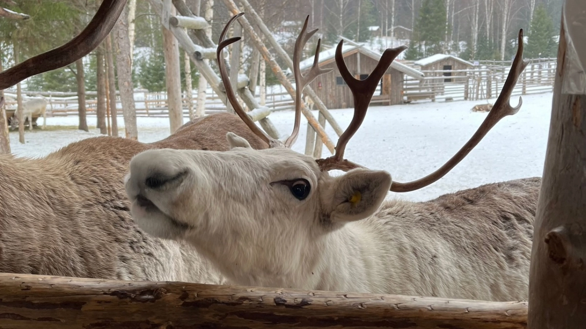 Власти Коми призвали увеличить поставки оленины в школы и больницы
