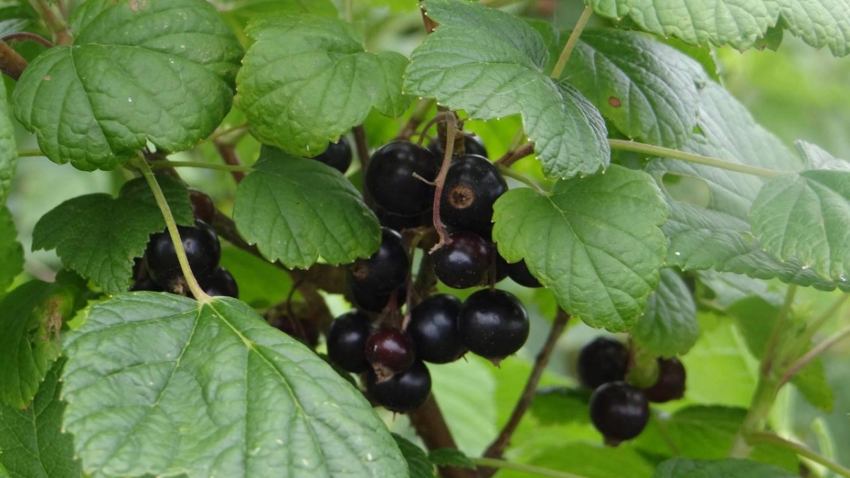 Не мусор, а золото: 3 горсти под куст — и смородина вырастет крупнее вишни и слаще сахара, урожай придется собирать мешками