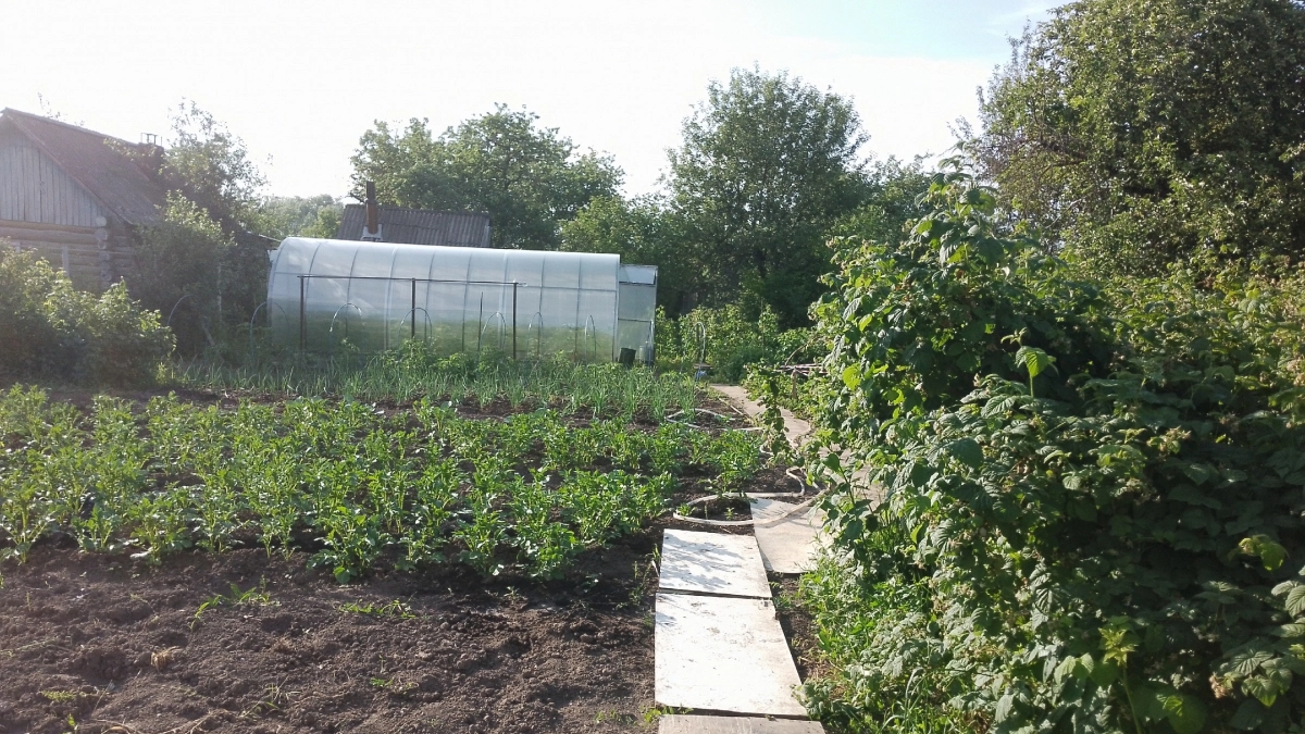 Вот сколько раз за сезон нужно окучивать картошку на самом деле – запомните, чтобы получить хороший урожай