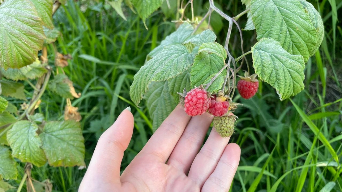 Сыплю 1 средство под малину, как только снег тает — и кусты буквально усыпаны ягодами всё лето