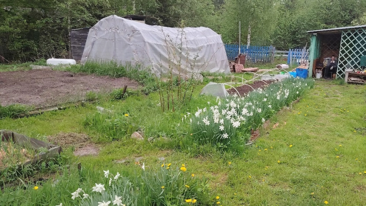 Как защитить теплицу от тли раз и навсегда — 3 натуральных репеллента для долговременной защиты