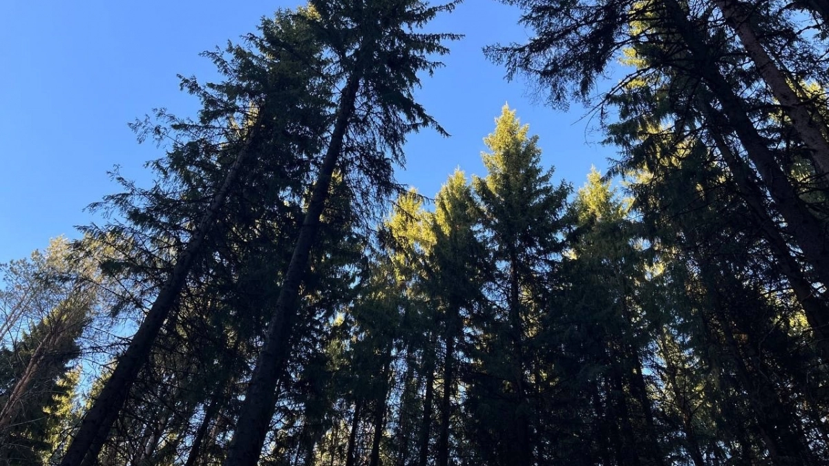 В Коми зафиксировано массовое повреждение молодого леса