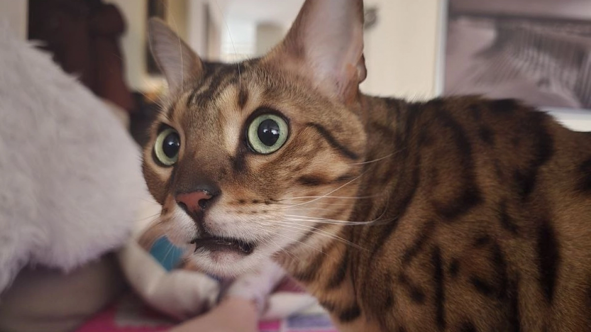 Чего не видят хозяева: квартира глазами кошки — территория для исследований