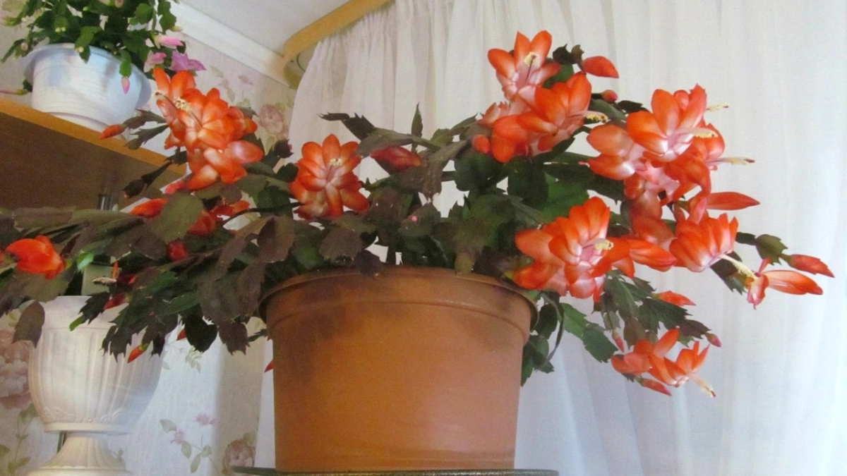 Мой декабрист чах годами, пока я не нашла этот секрет. 1 столовая ложка в горшок — и теперь шлюмбергера цветёт без остановки