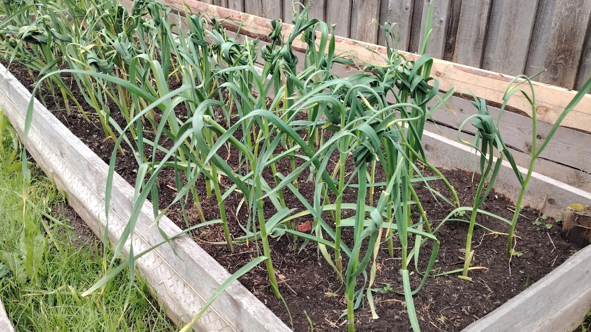 В марте чесноку обязательно: по 20 грамм на ведро – и урожай можно раздавать всем подряд, сами не съедите