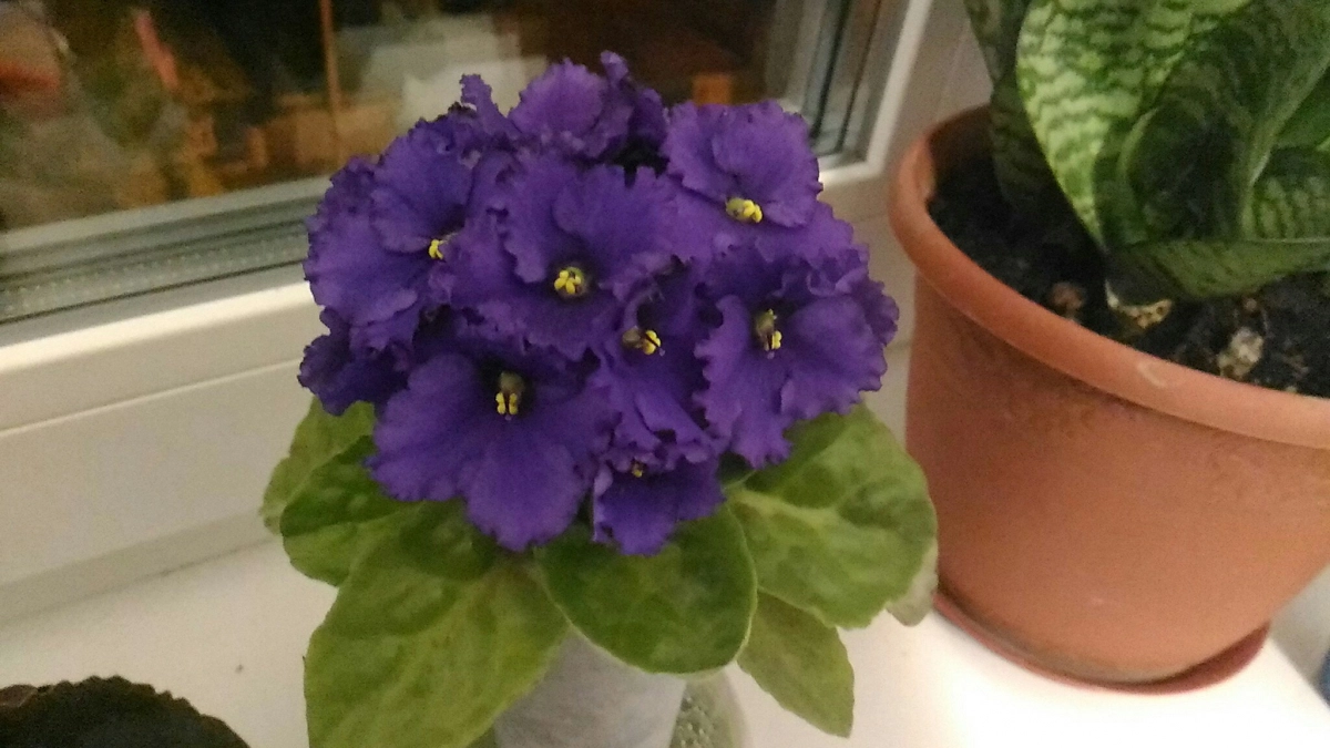 Фиалка будет радовать яркими цветами круглый год: 1 чайная ложка удобрения запустит пышную бутонизацию