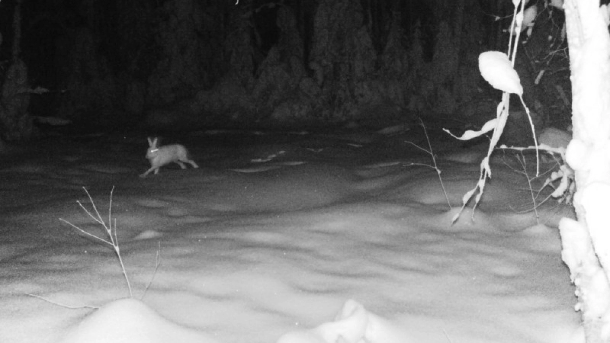 Почему дикие зайцы в нацпарке в Коми перестали бояться людей и подпускают инспекторов вплотную