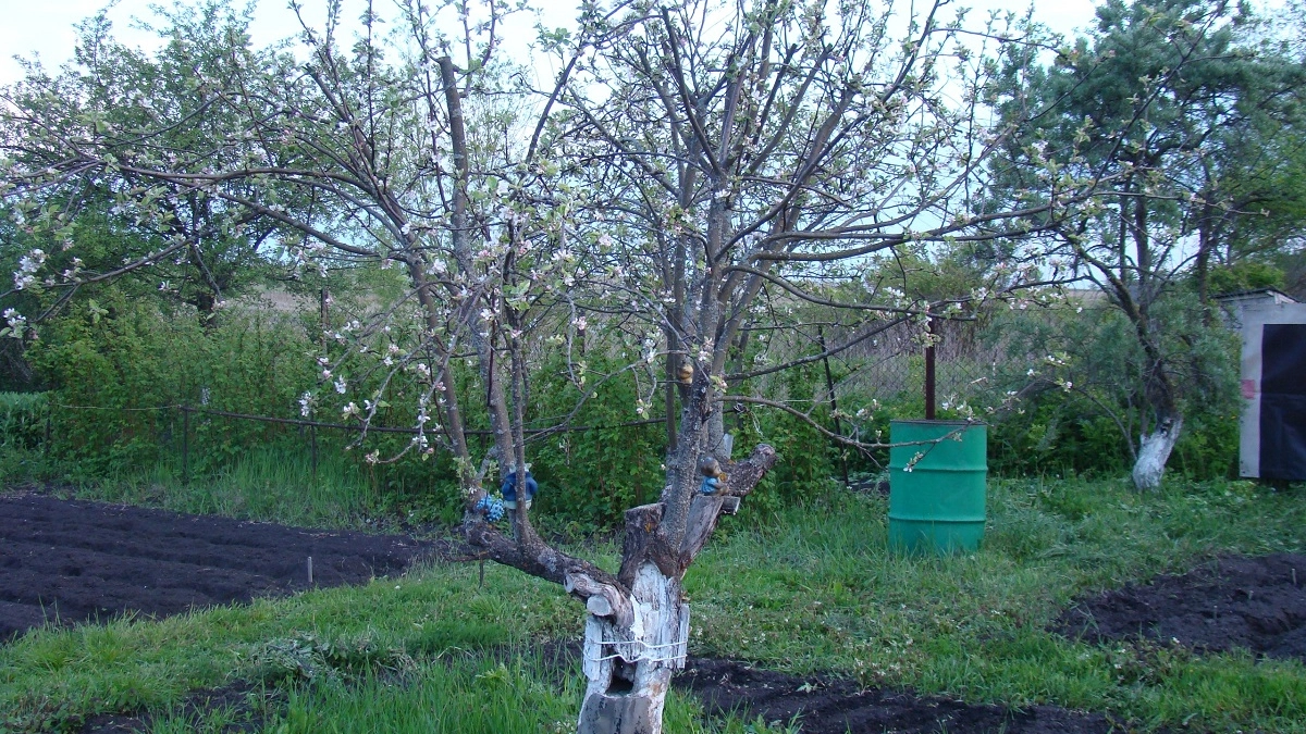 Лучше бархатцев: сажаем под яблоней 3 невысоких кустика — муравьи с тлей все лето обходят дерево стороной