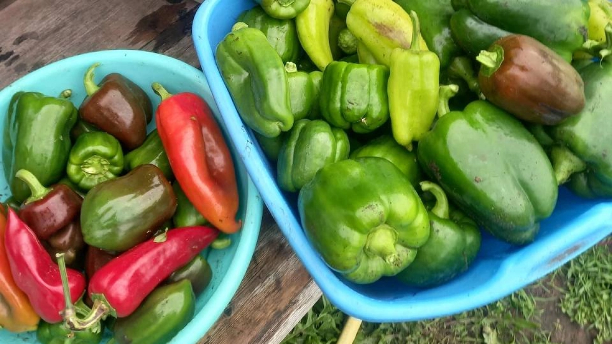 Один приём — и кусты ломятся от урожая: схема посадки перца, которую копируют соседи