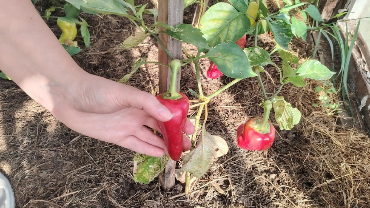 Научили сажать перец на рассаду: за перцами листьев не видно - 3 секрета бурной урожайности