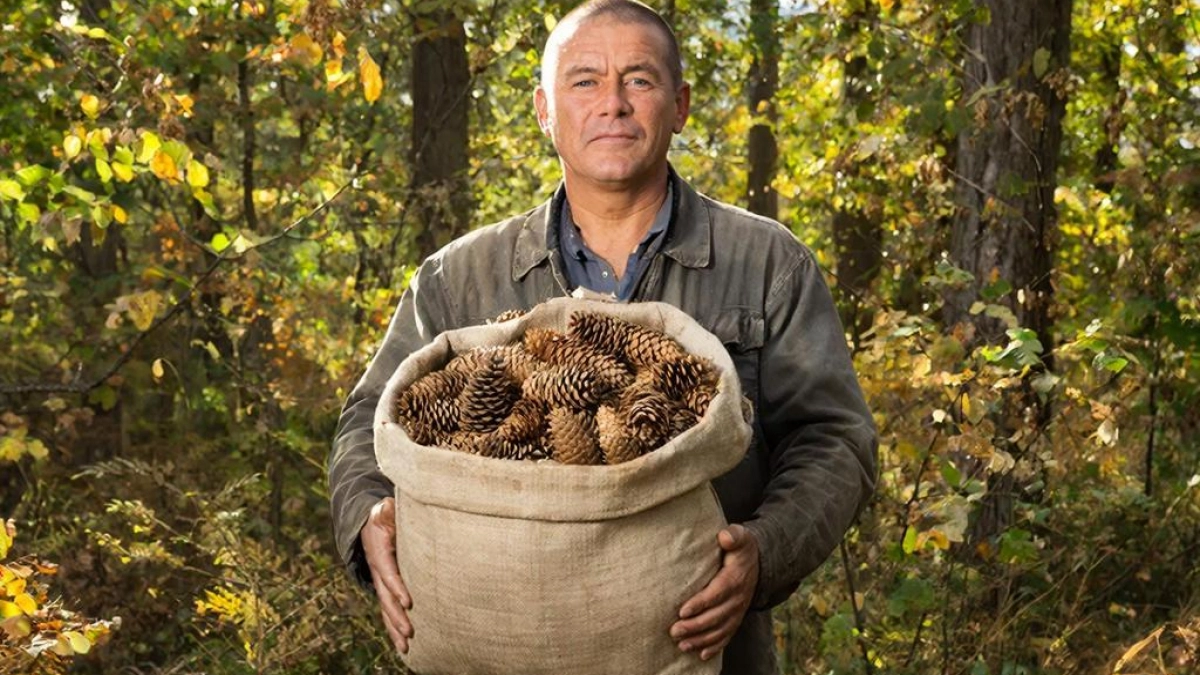 Весной таскаю из леса шишки мешками — летом не нарадуюсь этой хитрости: вот как применяю на даче