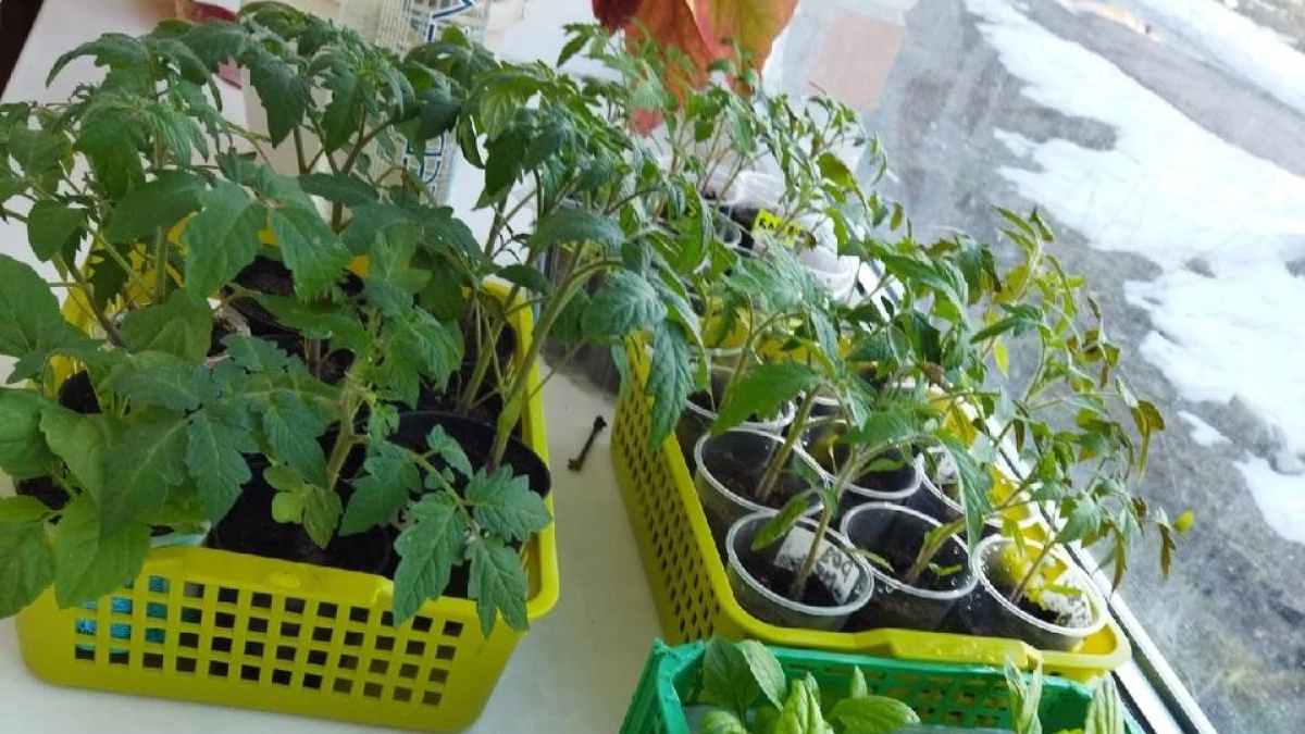 Почему рассада перца желтеет: устраняем 7 причин — и возвращаем растение к жизни