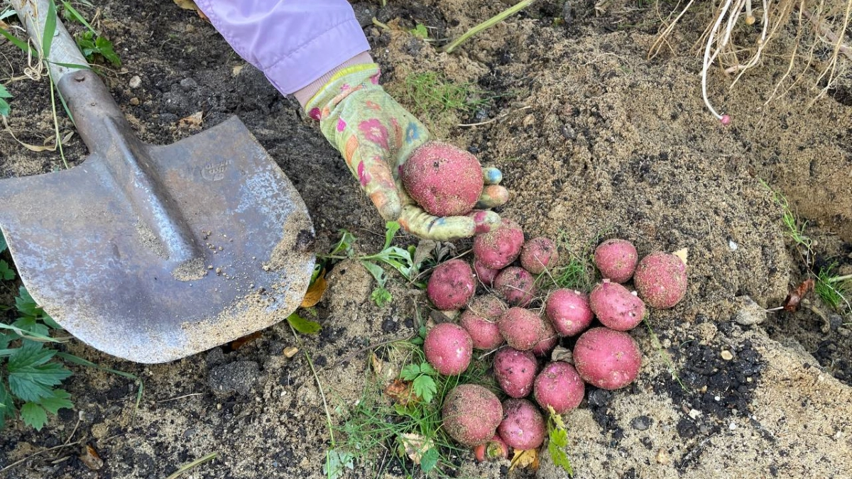 20 граммов на 10 литров воды под картошку — и каждый куст даст ведро плодов