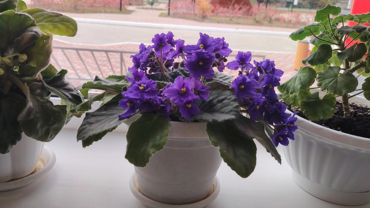 Если фиалка не цветет — делаю так: смешиваю 2 компонента, и сенполия вся в бутонах