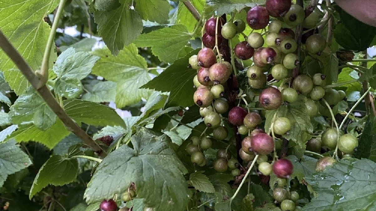 Тля и клещи отмирают прямо на ветках: искореняющая обработка смородины для богатого урожая — ягоды как виноград, собираю ведрами