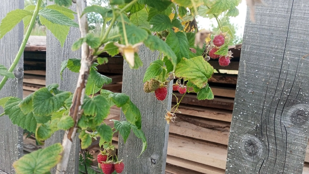 Малина прет как грибы: 3 простых приема — побеги стеной, ягода сладкая, крупная, а урожай собираю до морозов