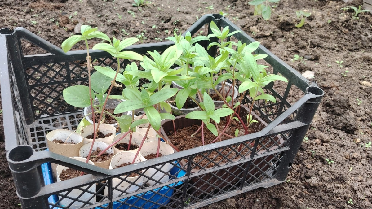 Через 7 дней рассаде после пикировки — обязательно: 0,5 грамм в воду, и стволы станут толще баобаба