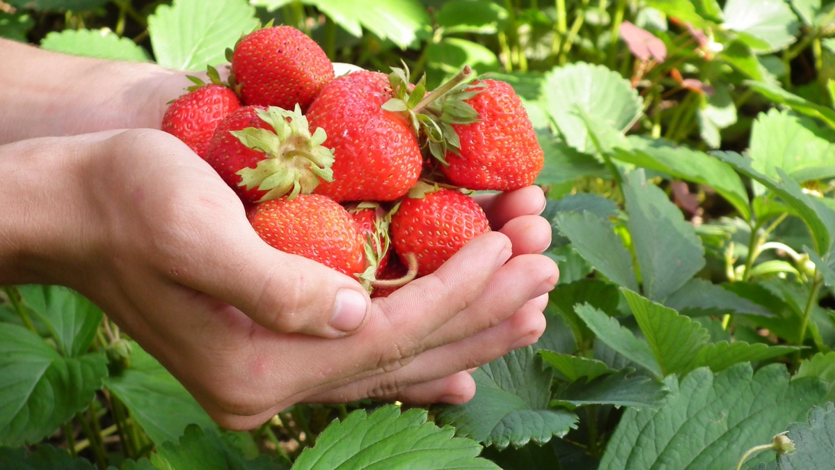 Лью под куст клубники  в апреле и мае: 2 целебных «сиропа» — и клубника бомбит крупными и сочными ягодами