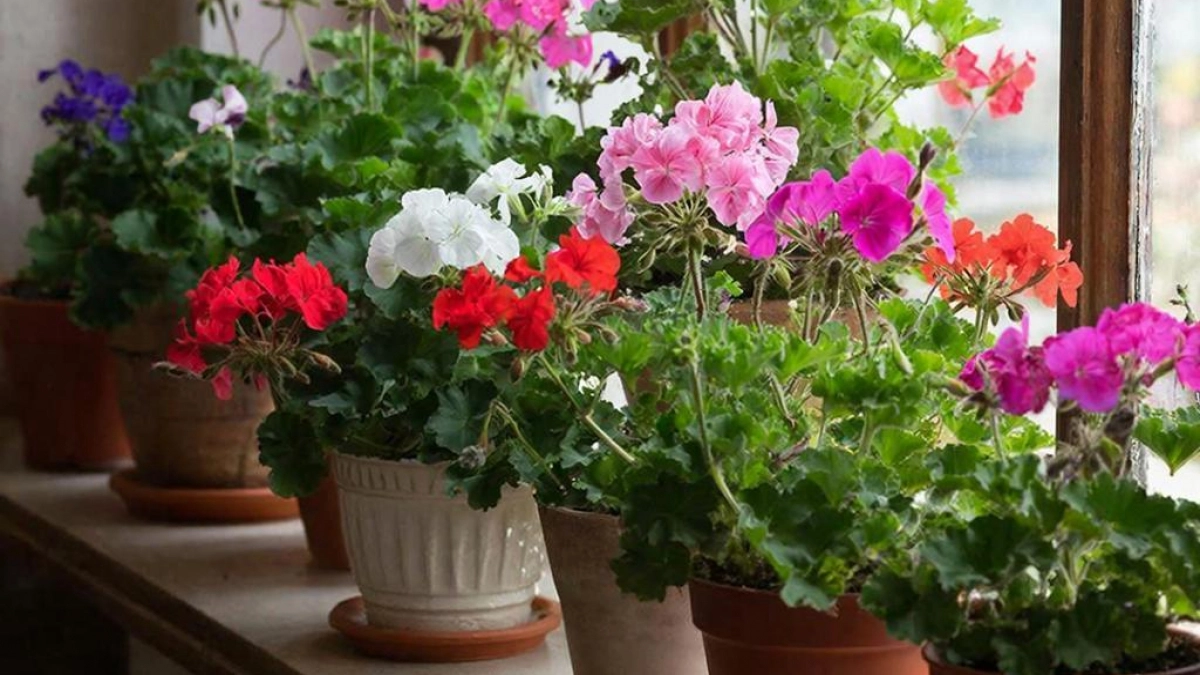 Превратила свои пеларгонии в пышные шары: герань будет цвести без остановки с мая по октябрь