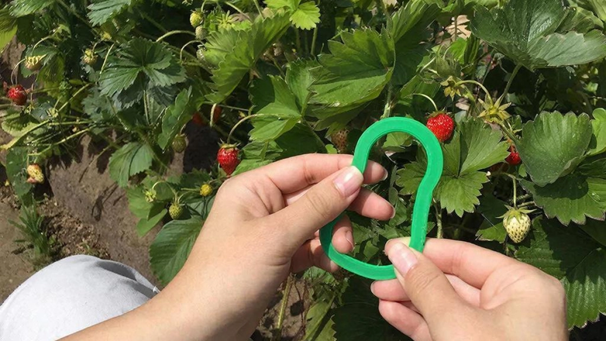 Беру канцелярскую резинку – и собираю целые тазы клубники: вот в чем хитрость для идеального урожая