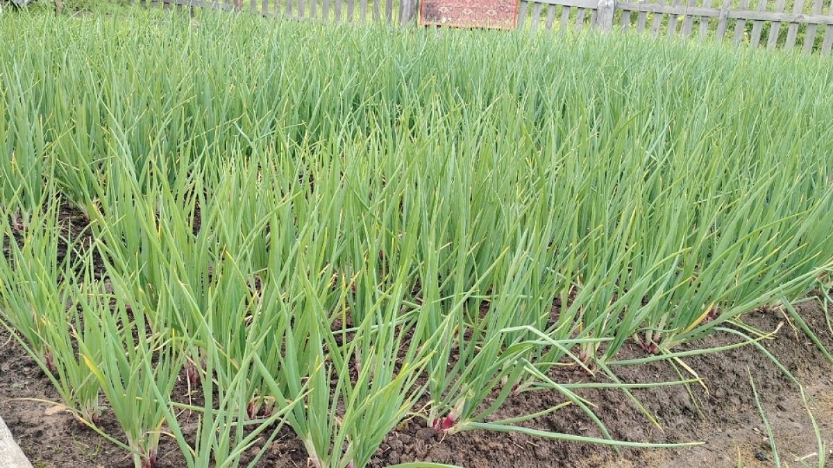 Почему желтеет озимый чеснок и чем полить, чтобы он позеленел за 2 дня: простой способ решения частой проблемы